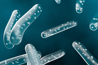 Bifidobacterium lactis