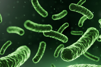 Lactobacillus, Lactoplantibacillus + Bifidobacterium Blend