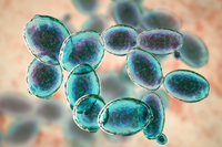 Saccharomyces Boulardii